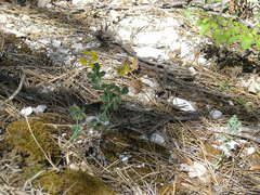 Argyrolobium biebersteinii