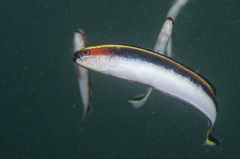 Trachinops taeniatus