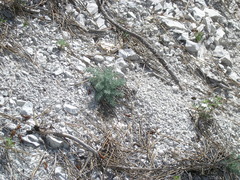 Seseli dichotomum