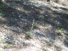 Seseli dichotomum