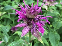 Monarda didyma