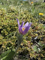 Pulsatilla halleri