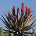 Cape Aloe - Photo (c) Craig Peter, some rights reserved (CC BY-NC), uploaded by Craig Peter
