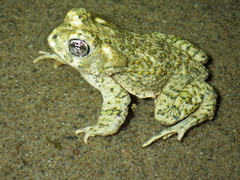 Arroyo Toad photo 5