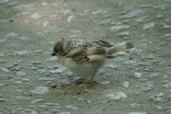 Passer montanus