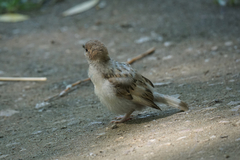 Passer montanus