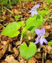 Viola tanaitica