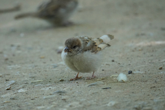 Passer montanus