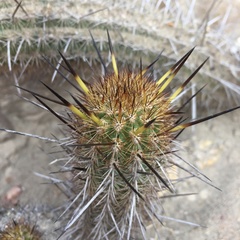 Haageocereus decumbens