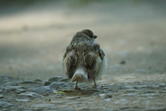Passer montanus