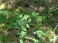 Euphorbia tauricola