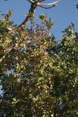 Hippobromus pauciflorus