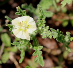 Chamaesaracha coniodes