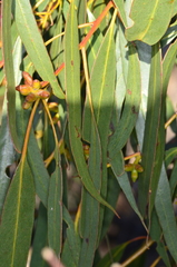Eucalyptus goniocalyx goniocalyx