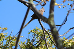 Urocolius indicus indicus