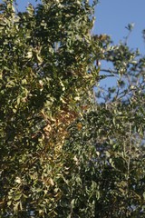Hippobromus pauciflorus