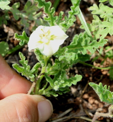 Chamaesaracha coniodes