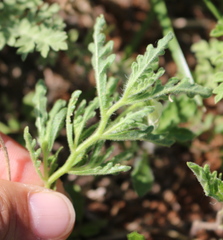 Chamaesaracha coniodes