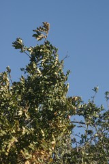 Hippobromus pauciflorus