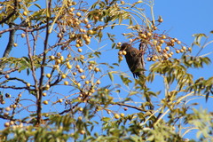 Urocolius indicus indicus