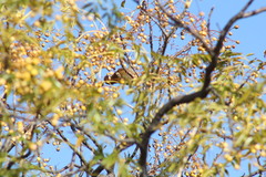 Urocolius indicus indicus