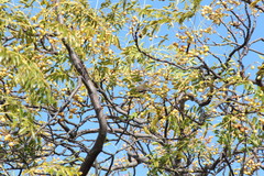 Urocolius indicus indicus