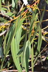 Eucalyptus goniocalyx goniocalyx