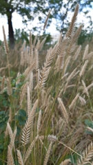 Agropyron cristatum