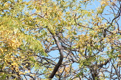 Urocolius indicus indicus