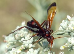 Cryptocheilus rubellus