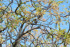 Urocolius indicus indicus