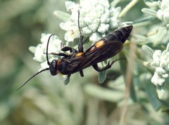 Eoferreola erythraea