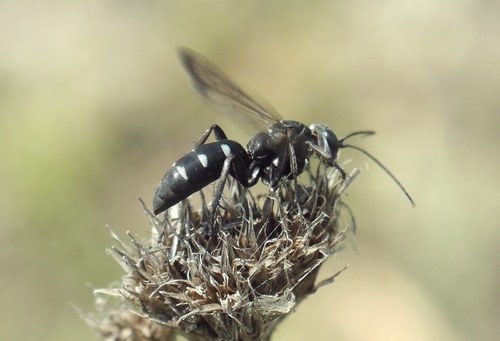 Dicyrtomellus tingitanus