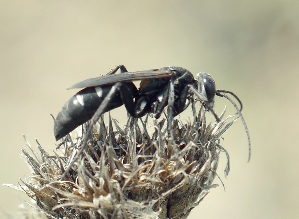 Dicyrtomellus