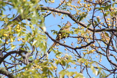 Urocolius indicus indicus