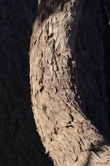 Eucalyptus goniocalyx goniocalyx