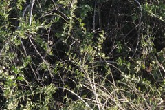 Azima tetracantha