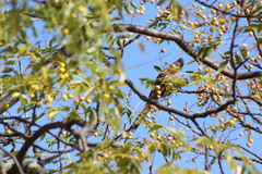 Urocolius indicus indicus