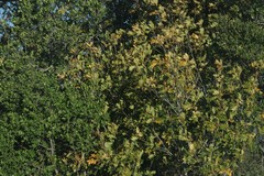 Hippobromus pauciflorus