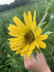 Silphium laciniatum