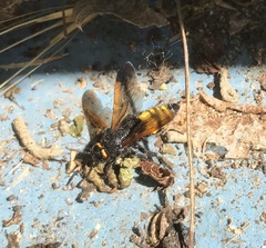 Scolia fuciformis