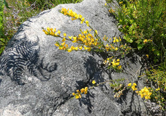 Genista pilosa