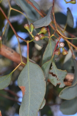 Eucalyptus polyanthemos marginalis