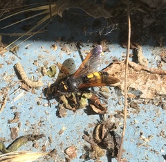 Scolia fuciformis