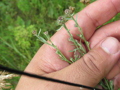 Centaurea pseudomaculosa