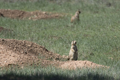 Cynomys parvidens