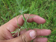 Centaurea pseudomaculosa