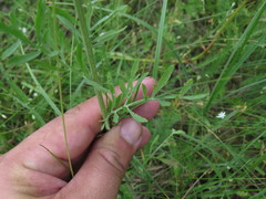 Centaurea pseudomaculosa