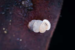 Palaina