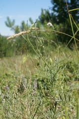 Vicia tenuifolia dalmatica